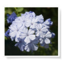 Flowers for you posters by Er4seR Flowers for you posters