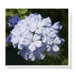 Flowers for you