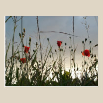 Flowers - Four Red Poppies postcards