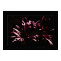 flowers freindship posters by VisionVault flowers freindship posters