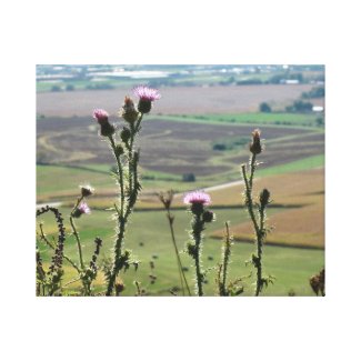 Flowers from on top of "The Mound" Platteville Wi Stretched Canvas Print
