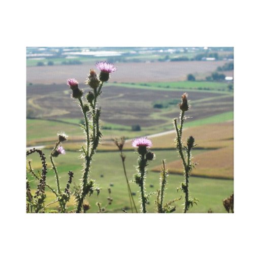 Flowers from on top of "The Mound" Platteville Wi Stretched Canvas
