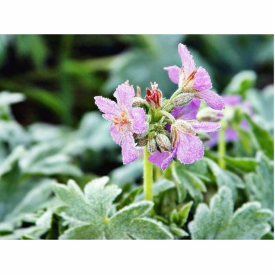 Flowers Frost Ice Dew Winter Photo Cut Outs by lifesphere