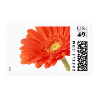 Flowers Gerbera Postage Stamp