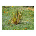 Flowers, Grass and Long Leaves Greet the Sun posters
