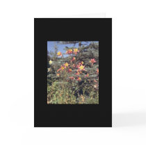 Flowers Greeting Card