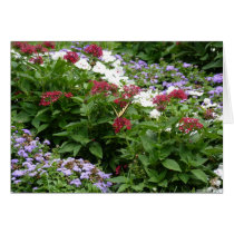 Flowers in Bloom cards