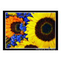 Flowers in Blooming Colors posters by cOSMOsFotoS Flowers in Blooming Colors posters