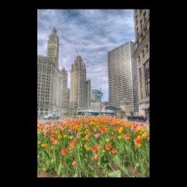 Flowers in Chicago posters