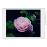 Flowers in Christchurch, New Zealand cards