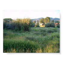 flowers in Colorado print