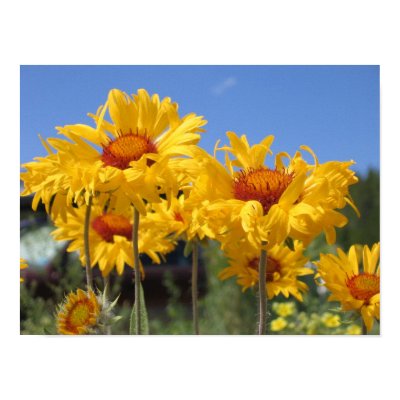 Flowers in Estes Park Photo Print by aimhigh