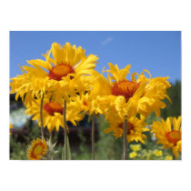 Flowers in Estes Park Photo posters by aimhigh Flowers in Estes Park Photo posters
