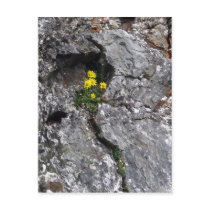 Flowers in Rock postcards