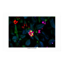 Flowers in the dark #5 posters by IslandEarth Flowers in the dark #5 posters
