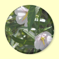 Flowers in the Shadows magnets