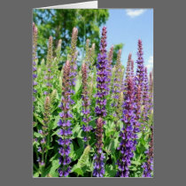 Flowers in the Sky cards