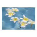 Flowers in water posters by litheblue Flowers in water posters
