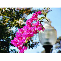 Flowers Lamps Posts Lights photo sculptures by lifesphere Flowers Lamps Posts Lights photo sculptures