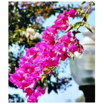 Flowers Lamps Posts Lights t-shirts by lifesphere Flowers Lamps Posts Lights t-shirts