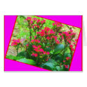 Flowers love cards