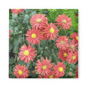 flowers magnets