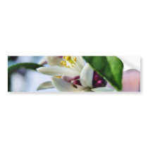 Flowers Myer Lemons Trees bumper stickers by lifesphere Flowers Myer Lemons Trees bumper stickers