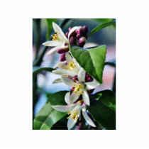 Flowers Myer Lemons Trees photo sculptures