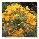 Flowers of Joy print