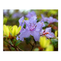 Flowers of the Scottish Highlands postcards