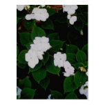 Flowers of White, Leaves of Green Postcard