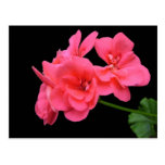 Flowers on black background post cards