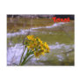 Flowers on Bull Creek Postcards