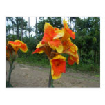 Flowers on plants, Costa Rica. Post Cards
