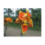 Flowers on plants, Costa Rica. Post Cards