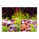 flowers on rock wall posters by dma847 flowers on rock wall posters