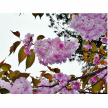 Flowers On Tree photo sculptures