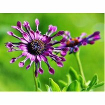Flowers Out On My Porch photo sculptures by lifesphere Flowers Out On My Porch photo sculptures
