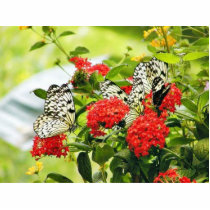 Flowers Plants Butterfly Butterflies Photo Sculpture
