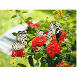 Flowers Plants Butterfly Butterflies Photo Sculpture
