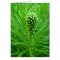 Flowers & Plants Greeting Card