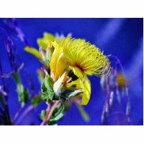 Flowers Plants In Grass Macro photo sculptures by lifesphere Flowers Plants In Grass Macro photo sculptures
