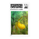Flowers & Plants postage by nmpics Flowers & Plants postage