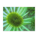 Flowers & Plants postcards