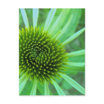 Flowers & Plants Post Cards