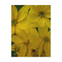 Flowers & Plants postcards by nmpics Flowers & Plants postcards