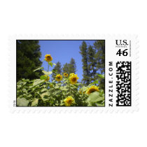 Flowers stamps
