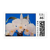 Flowers Postage Stamp stamps