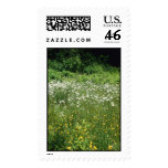 Flowers Postage Stamps stamps