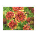 Flowers postcards